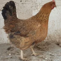مرغ تخمگذار معاوضه با خروس جوان