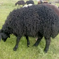 بره قوچ موفر مو سیم