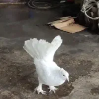 کفتر دم چتری اصل