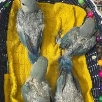 جوجه عروس کوتوله راهب رنگ خاص