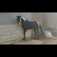 یک راس اسب نریان