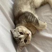 گربه بریتیش سیلور|گربه|اراک, |دیوار