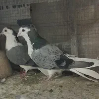 ۲جفت دستگردی|پرنده|اصفهان, برزان|دیوار