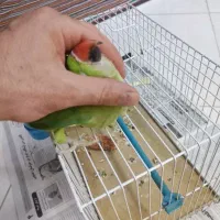 طوطی|پرنده|بیرجند, |دیوار