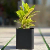 گلدان مکعبی پلیمری مهرنی