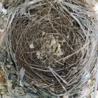 جوجه قناری باغی لیکی