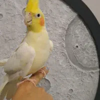 عروس هلندی نر ۱۰ ماهه