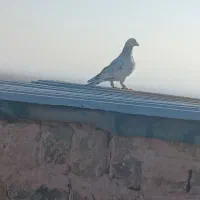 کله دم و هفرنگ پرشی کفتر بوم|پرنده|سبزوار, قصبه شرقی|دیوار