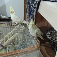 یک جفت جوجه ۴ ماهه عروس هلندی