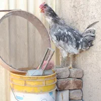 خروس‌گلین‌جوان|حیوانات مزرعه|اقبالیه, |دیوار