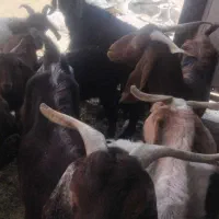 8 راس بز جمعا ۱۶۰ تومن پول لازم زیر قیمت