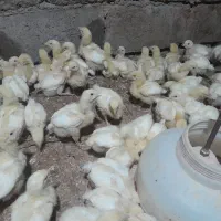 جوجه گوشتی|حیوانات مزرعه|سلیمان, |دیوار