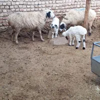 میش بره نر وماده