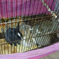 فروش ۷عددبچه خرگوش محلی