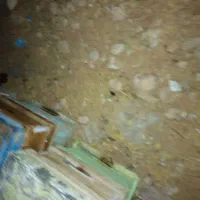 زنبور عسل