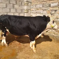 گوساله نر سیمینتال اصل سرکدار
