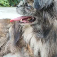 سگ گمشده در صورت دیدن تماس بگیرید|حیوانات|قائمشهر, |دیوار