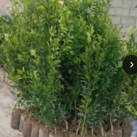 انواع نهال ونخل مجول پیارم وخاصو اصل بخر
