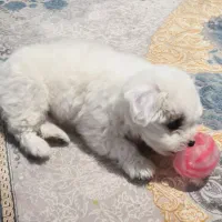 فروش سگ میکس شیتزو پامرانین|سگ|کرمان, |دیوار