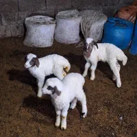 سه تابره ..دوتا نر یکی ماده بفروش میرسد|حیوانات مزرعه|حویق, |دیوار