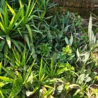 انواع گلهای  طبیعی|گل و گیاه طبیعی|اطاقور, |دیوار