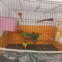 مرغ عشق خانوادگی|پرنده|مشگین شهر, |دیوار