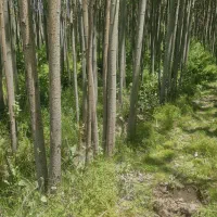 چوب کبوده درجه یک دسته بیلی و گلخونه ای صاف و قشنگ