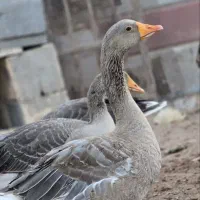 فروش تعدادی غاز جوان