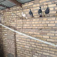 تعدادی کبوتر ماده