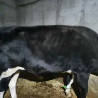 گوساله گوشتی نر