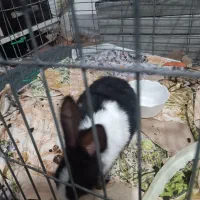 خرگوش|موش و خرگوش|چناران, |دیوار