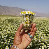 گل بابونه تر تازه