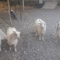 کهره نر و بره