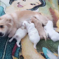 فروش سگ خانگی|سگ|بندر دیر, |دیوار