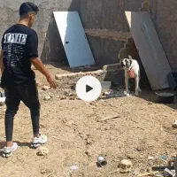سگ گله و نگهبان