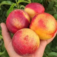 وایقان نهال فروش انواع نهال پیوندی