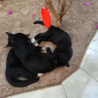 سه بچه گربه دو ماهه