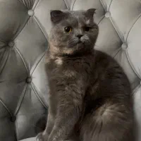 گربه اسکاتیش بلو