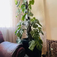 گل برگ انجیری|گل و گیاه طبیعی|مشهد, طلاب|دیوار