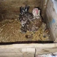 مرغ گلین وجوجه|حیوانات مزرعه|کارزان, |دیوار