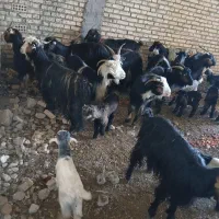 بز داشتی با بیگ|حیوانات مزرعه|دزفول, |دیوار