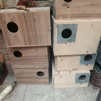 لونه عروس هلندی وگرینچیک