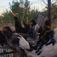 فریک و نیمچه محلی