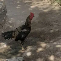 بهترین نژاد