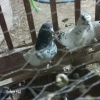 کبوتر دمگیر وکله دمسبز پرشی|پرنده|مبارکه, |دیوار