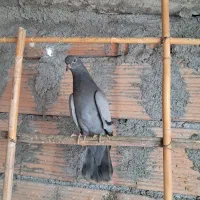 یک جوجه سبز.یک سبزدورگ|پرنده|گرگان, |دیوار