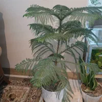 کاج مطبق
