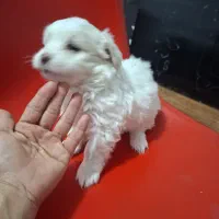 پامر اشپیتز