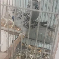 مرغ عشق انگلیسی