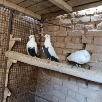 کبوتر|پرنده|آباده, |دیوار